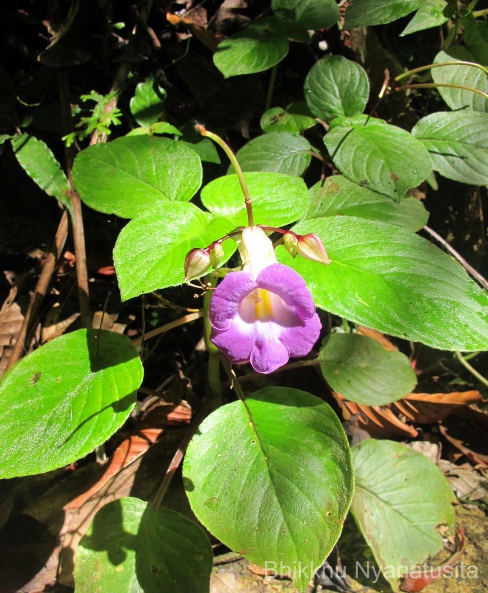 Henckelia communis (Gardner) D.J.Middleton & Mich.Möller